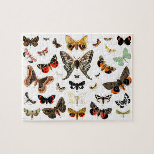 Vintage Butterflies & Moths Illustration Art Pussel