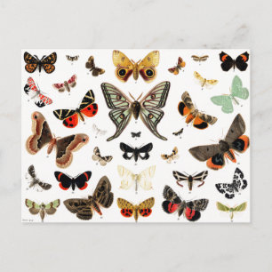 Vintage Butterflies & Moths Illustration Art Vykort