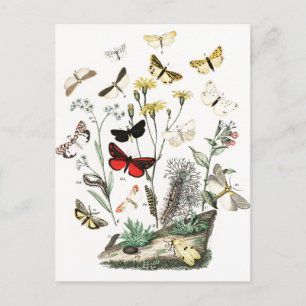 Vintage Butterflies & Moths Illustration Art Vykort