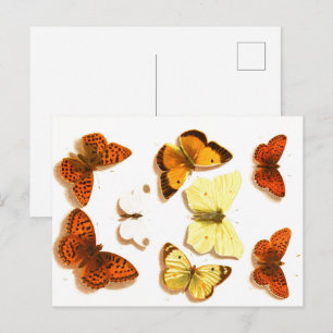 Vintage Butterflies & Moths Zoological Sketch Post Vykort