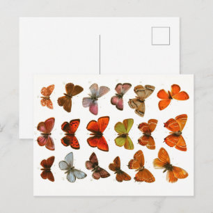 Vintage Butterflies & Moths Zoological Sketch Post Vykort