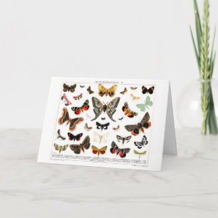 Vintage Butterflies Old Bok Illustration Art Kort
