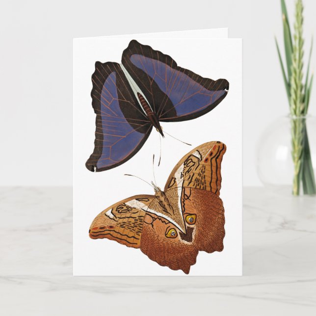 Vintage Butterflies Old Bok Illustration Art Kort (Framsida)