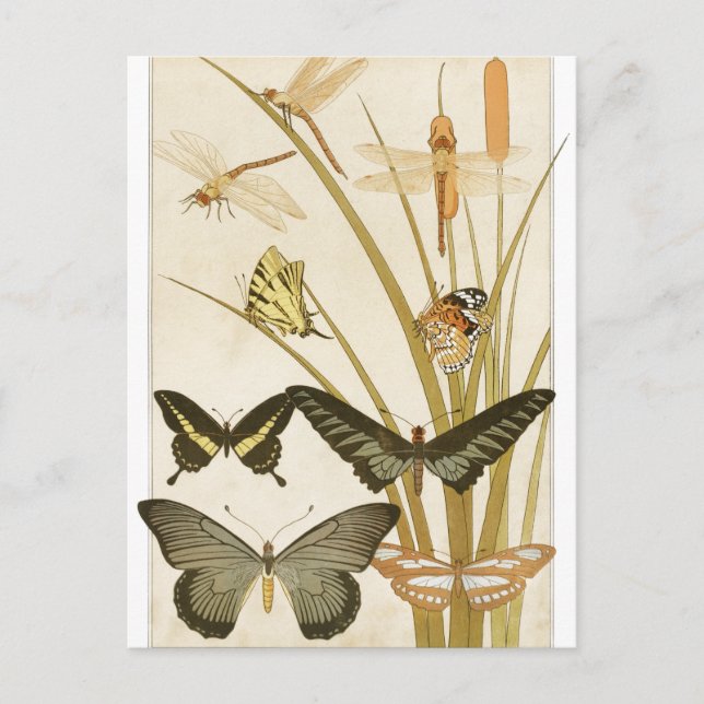 Vintage Butterflies Papillons Illustration Vykort (Framsida)