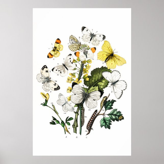 Vintage Butterflies Poster (Framsidan)