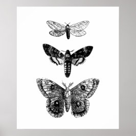 Vintage Butterflies Poster