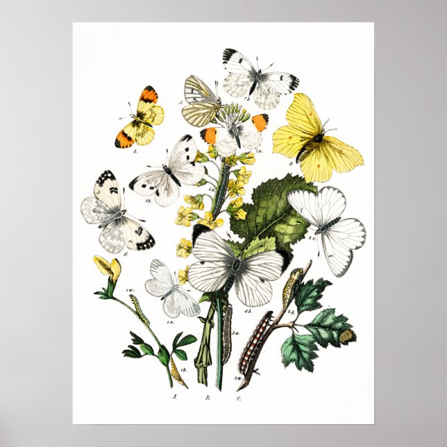 Vintage Butterflies Poster (Framsidan)
