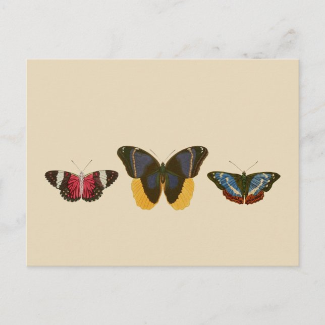 Vintage Butterflies Vykort (Framsida)