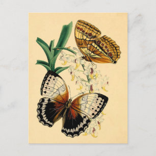 Vintage Butterflies Vykort
