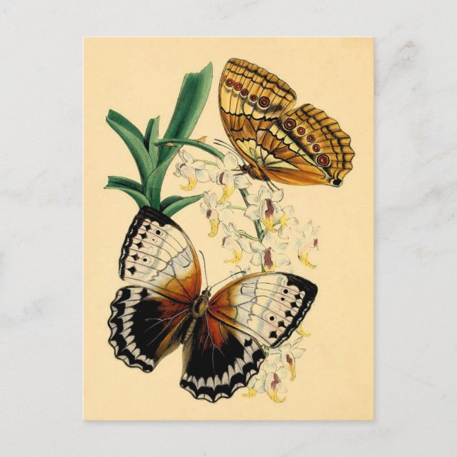 Vintage Butterflies Vykort (Framsida)