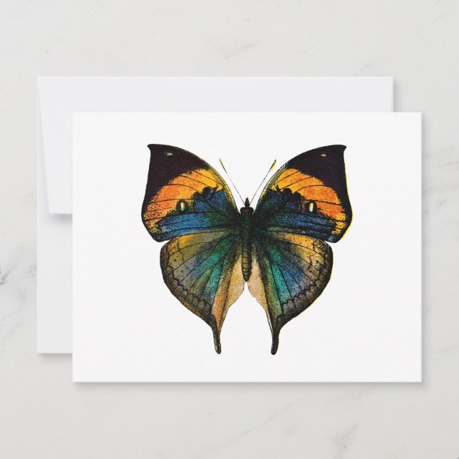 Vintage Butterfly - 1800's Antique Butterfly Litho (Framsida)