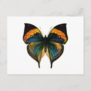 Vintage Butterfly - 1800's Antique Butterfly Litho Vykort