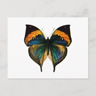 Vintage Butterfly - 1800's Antique Butterfly Litho Vykort