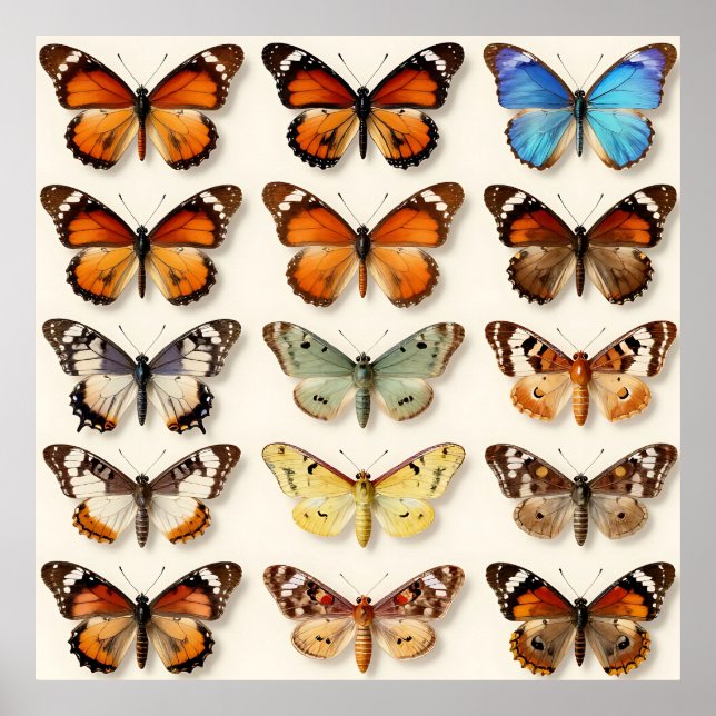 Vintage Butterfly Collection Grid Display Poster (Framsidan)