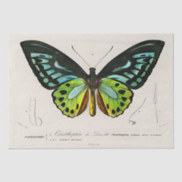 Vintage Butterfly Execimen Print