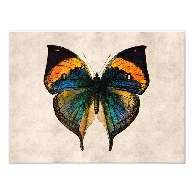 Vintage Butterfly Illustration 1800's Butterflies Fototryck (Framsidan)