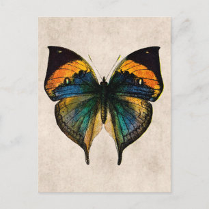 Vintage Butterfly Illustration - Butterflies Vykort