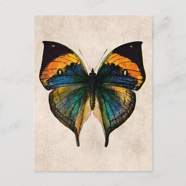 Vintage Butterfly Illustration - Butterflies Vykort (Framsida)