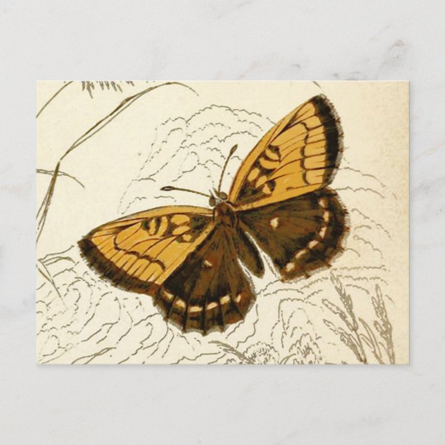 Vintage Butterfly Illustration, Guld och Brown Vykort (Framsida)