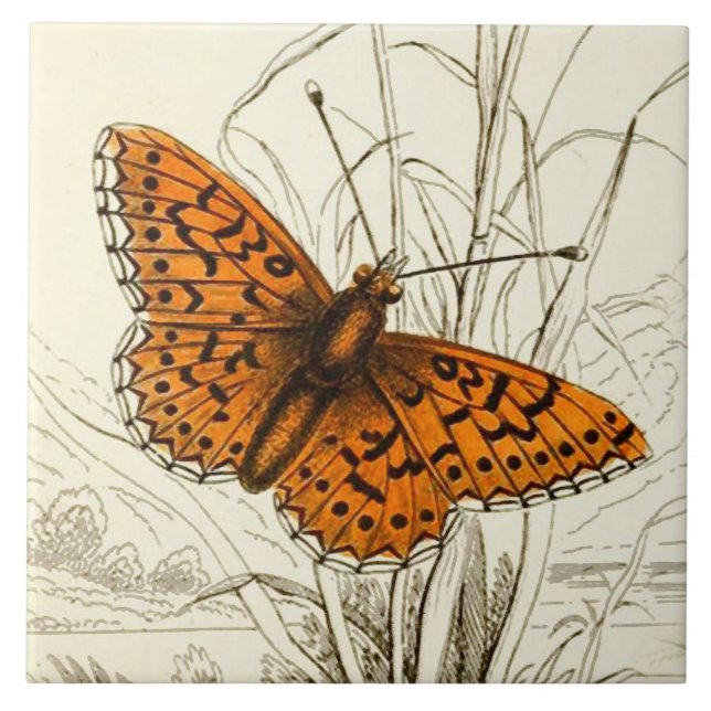 Vintage Butterfly Illustration, Orange och svart Kakelplatta (Framsidan)
