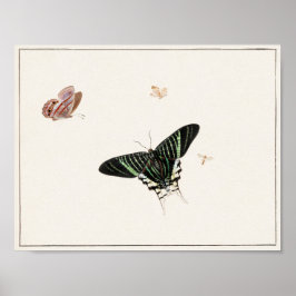 Vintage Butterfly Illustration Poster