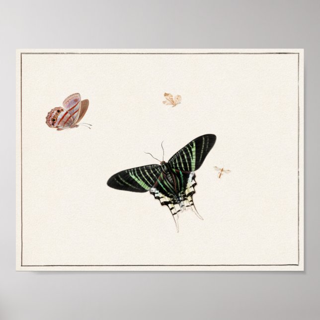 Vintage Butterfly Illustration Poster (Framsidan)