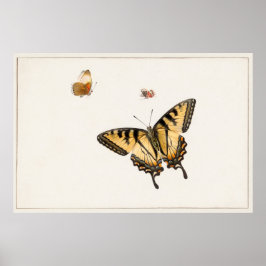 Vintage Butterfly Illustration Poster
