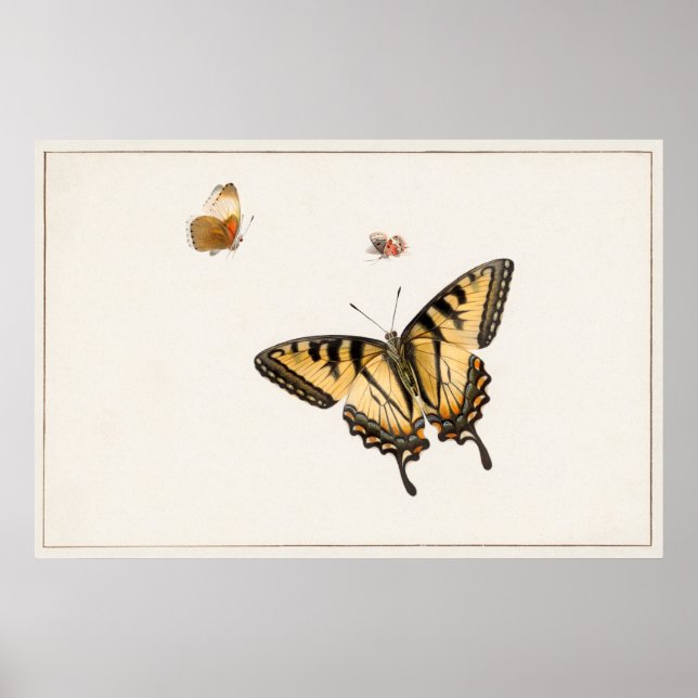 Vintage Butterfly Illustration Poster (Framsidan)