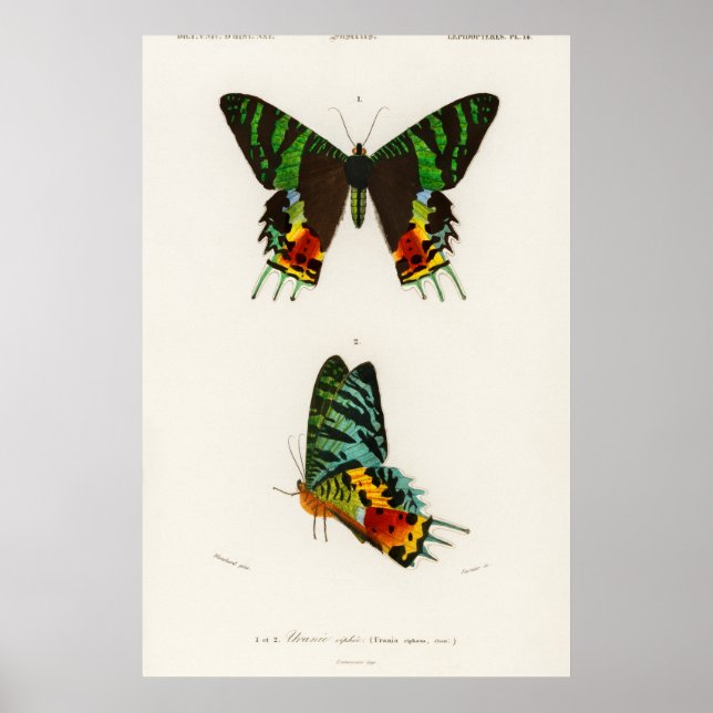 Vintage Butterfly Illustration Poster (Framsidan)