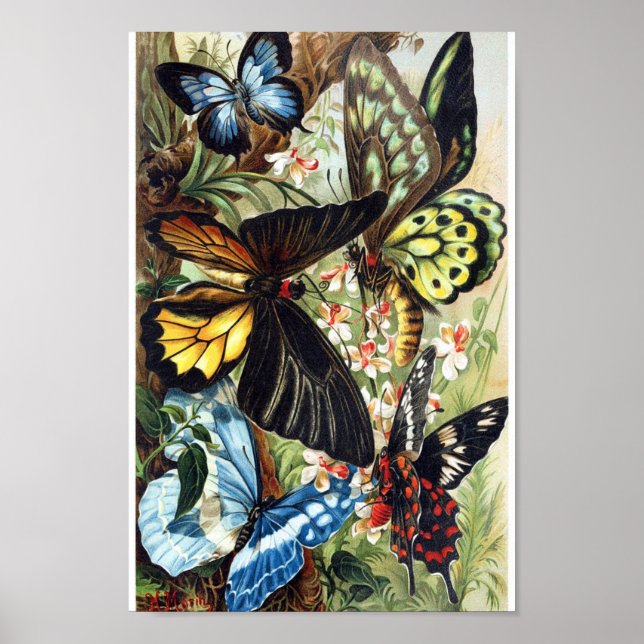 Vintage Butterfly Illustration Poster (Framsidan)