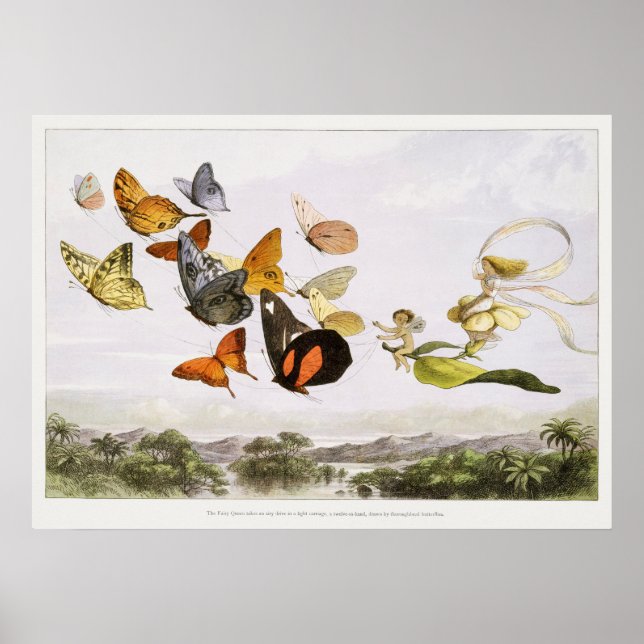 Vintage Butterfly Illustration Poster (Framsidan)