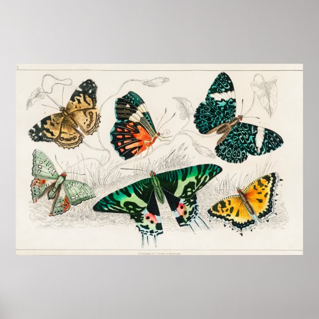Vintage Butterfly Illustration Poster (Framsidan)
