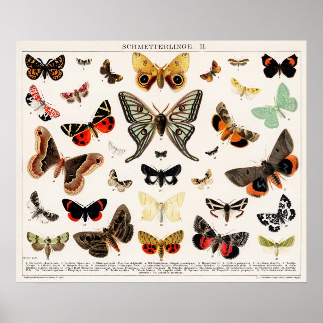 Vintage Butterfly Illustration Poster (Framsidan)