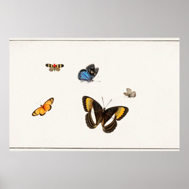 Vintage Butterfly Illustration Poster (Framsidan)