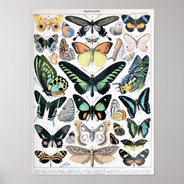 Vintage Butterfly Illustration Poster (Framsidan)