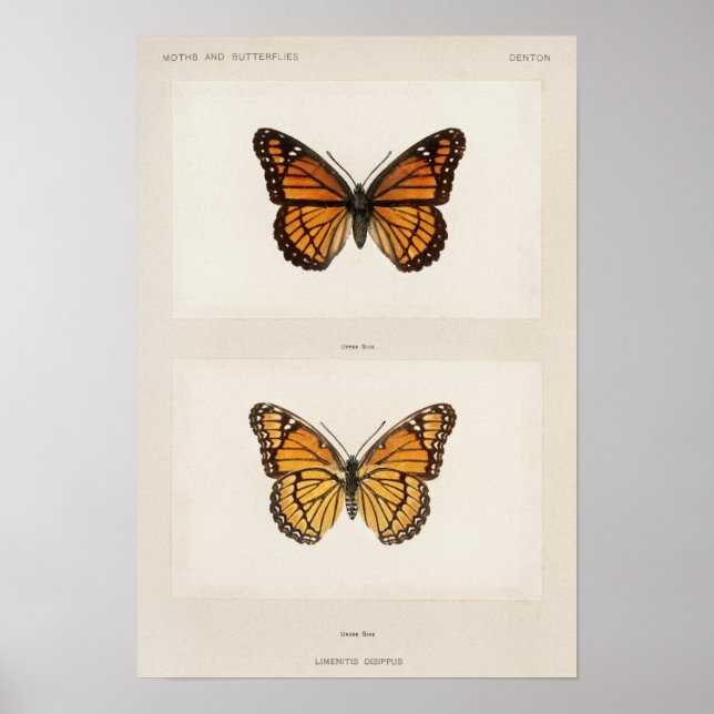 Vintage Butterfly Illustration Poster (Framsidan)