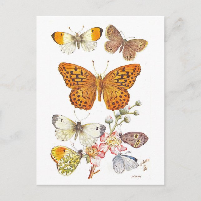 Vintage Butterfly Illustration Vykort (Framsida)