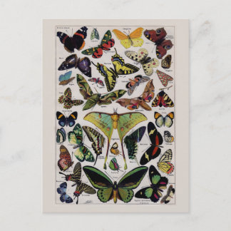 Vintage Butterfly moart Vykort