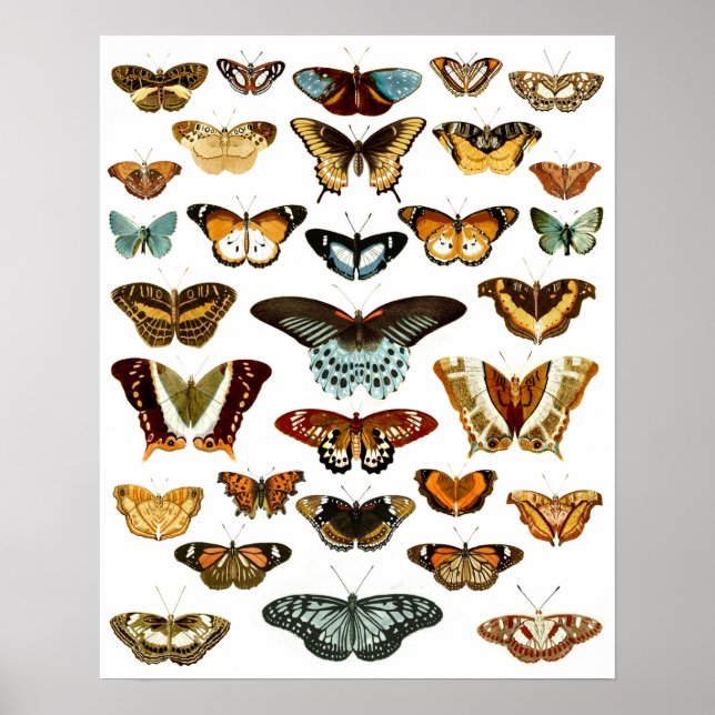 Vintage Butterfly Mönster Poster (Framsidan)