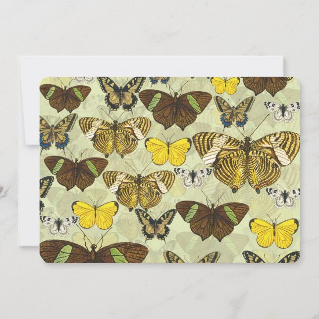 Vintage Butterfly Moth Chart Mönster (Framsida)