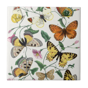 Vintage Butterfly & Moth Kakelplatta