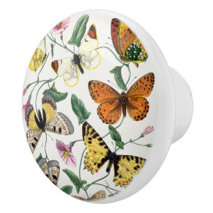 Vintage Butterfly & Moth  Knopp