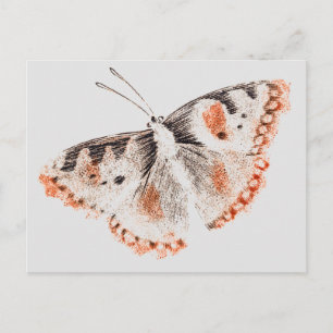 Vintage Butterfly Old Illustration Vykort