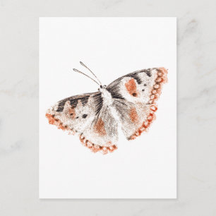 Vintage Butterfly Old Illustration Vykort