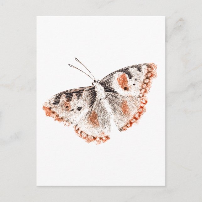 Vintage Butterfly Old Illustration Vykort (Framsida)