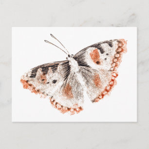 Vintage Butterfly Old Illustration Vykort