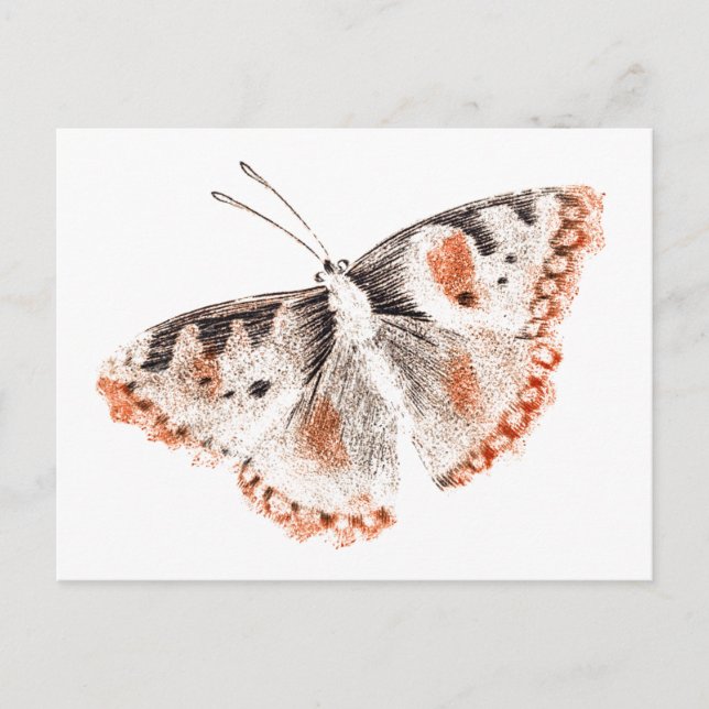 Vintage Butterfly Old Illustration Vykort (Framsida)