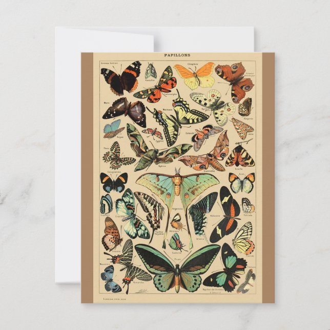 Vintage Butterfly Papillon Old Illustration Art (Framsida)