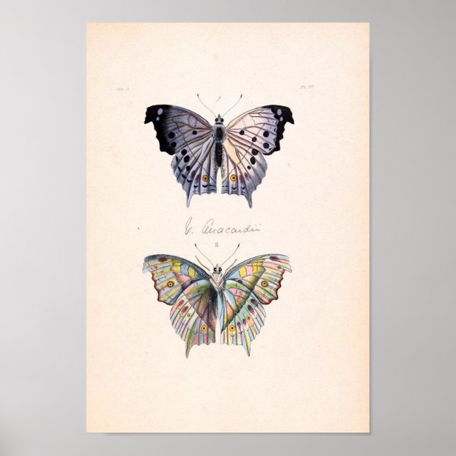 Vintage Butterfly Poster (Framsidan)