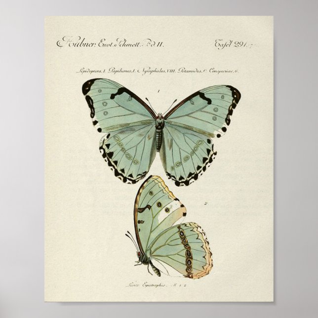 Vintage Butterfly Poster (Framsidan)